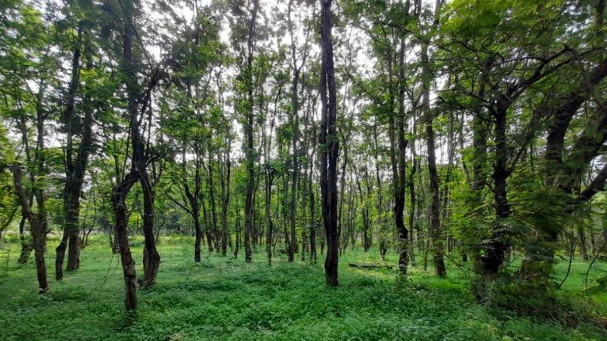 MP Information: मध्य प्रदेश में पांच वन मंत्री अपने गृह जिले की वन भूमि पर भी अतिक्रमण रोकने में रहे नाकाम