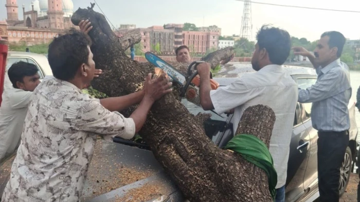 पेड़ के नीचे दबी कार, बाल-बाल बचे लोग: भोपाल के मोतिया तालाब किनारे गिरा भारी-भरकम पेड़; रविवार की छुट्टी ने टाली बड़ी आफत