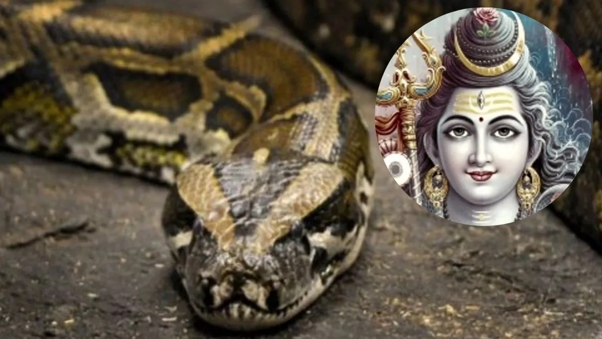 Snake Seeing in Sawan: क्या सावन में आपको भी दिखा है सांप? जानें परिवार के लिए शुभ या अशुभ