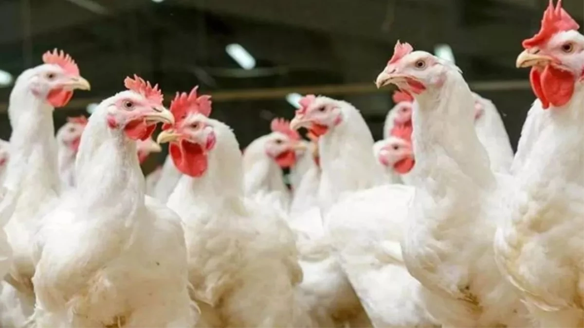 बाढ़ के बाद Bird Flu का साया... यूपी में अलर्ट, सीमाएं सील, पोल्ट्री फार्म पर कड़ी निगरानी