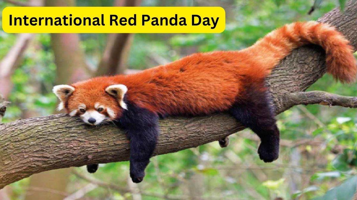International Red Panda Day तेजी से घट रही रेड पांडा की संख्या, बांस