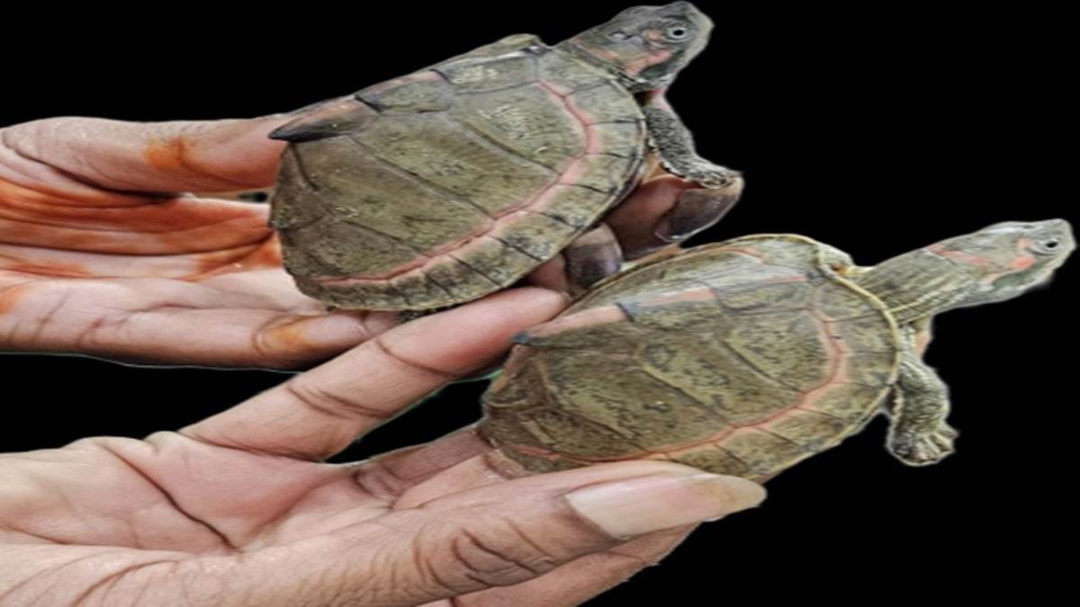 Gwalior News वन टीम ने शेडयूलवन के दुर्लभ प्रजाति के दो कछुए मुक्त