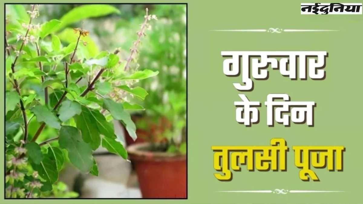 Tulsi Chalisa: गुरुवार को तुलसी चालीसा के पाठ से भगवान विष्णु होंगे प्रसन्न, धन लाभ का देंगे आशीर्वाद