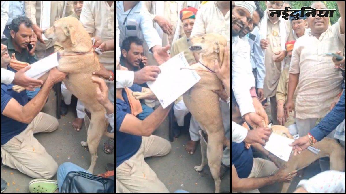 कलेक्टर से मिलने पर अड़े किसान, नहीं मिले तो कुत्ते के गले में पहना दिया ज्ञापन, खंडवा में अनोखे विरोध का वीडियो वायरल