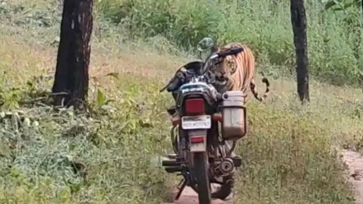 फॉरेस्ट गार्ड के सामने अचानक आ गया बाघ, हालत हो गई खराब, सूझबूझ से बचाई जान
