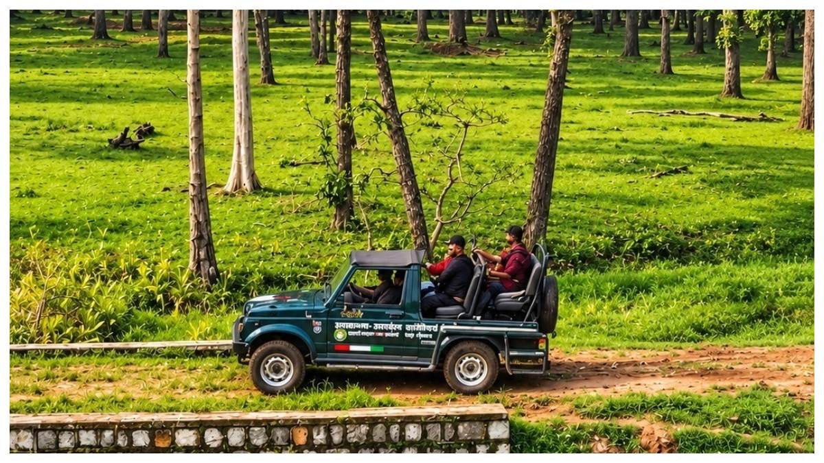 छत्तीसगढ़ के अचानकमार टाइगर रिजर्व में 1 नवंबर से जंगल सफारी शुरू, बाघों को करीब से देख सकेंगे पर्यटक