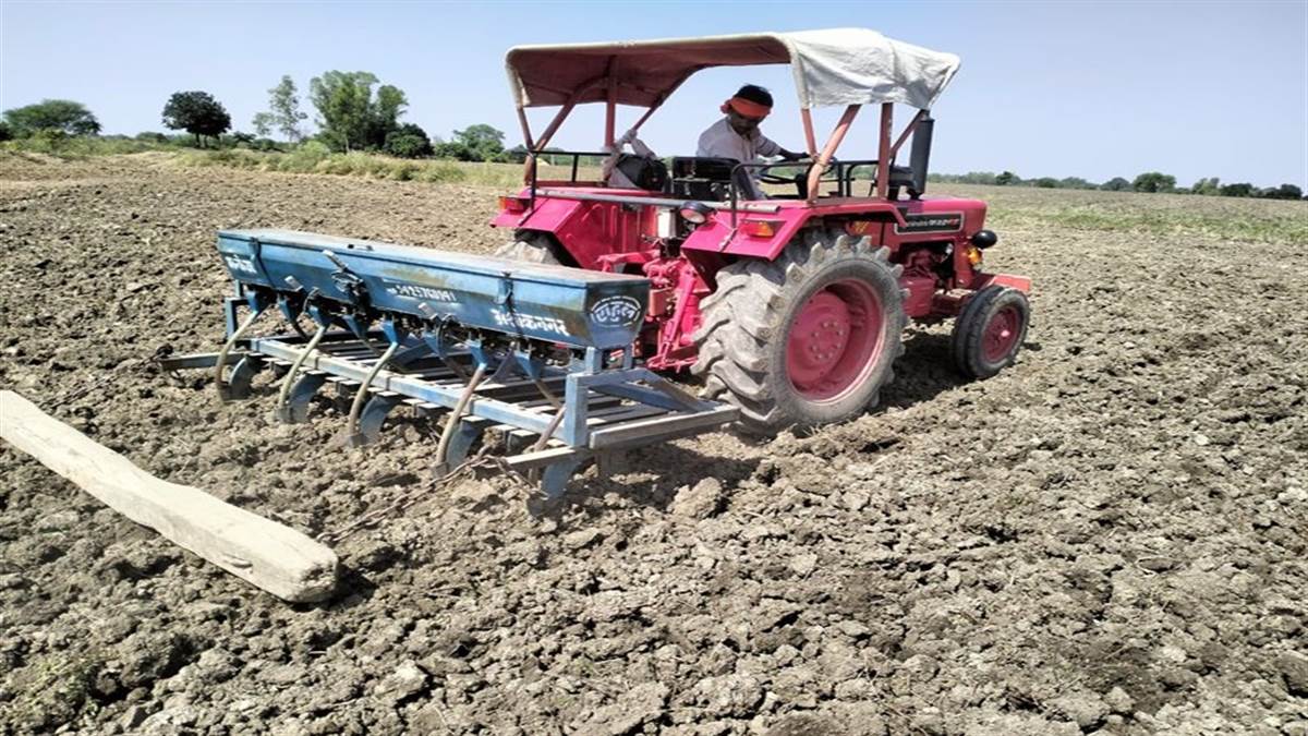 Farmer News: किसानों का सरसों पर भरोसा, गेहूं का रकबा घटा