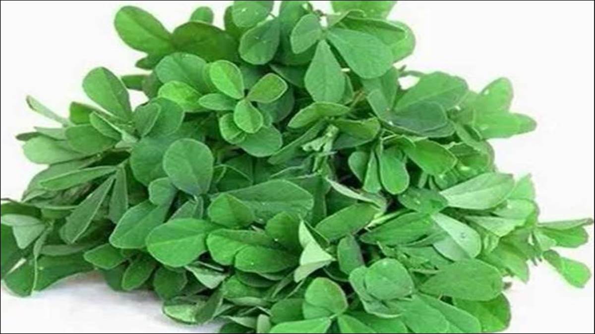 Fenugreek Benefits क्या आप जानते हैं मेथी के सेवन से होने वाले ये बंपर