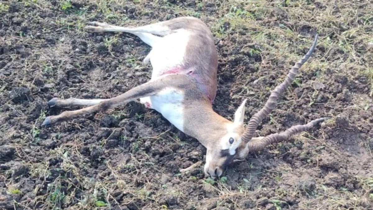 कार से मिला था काले हिरण का 65 किलो मांस, शिकार मामले में सलमान की जमानत अर्जी खारिज