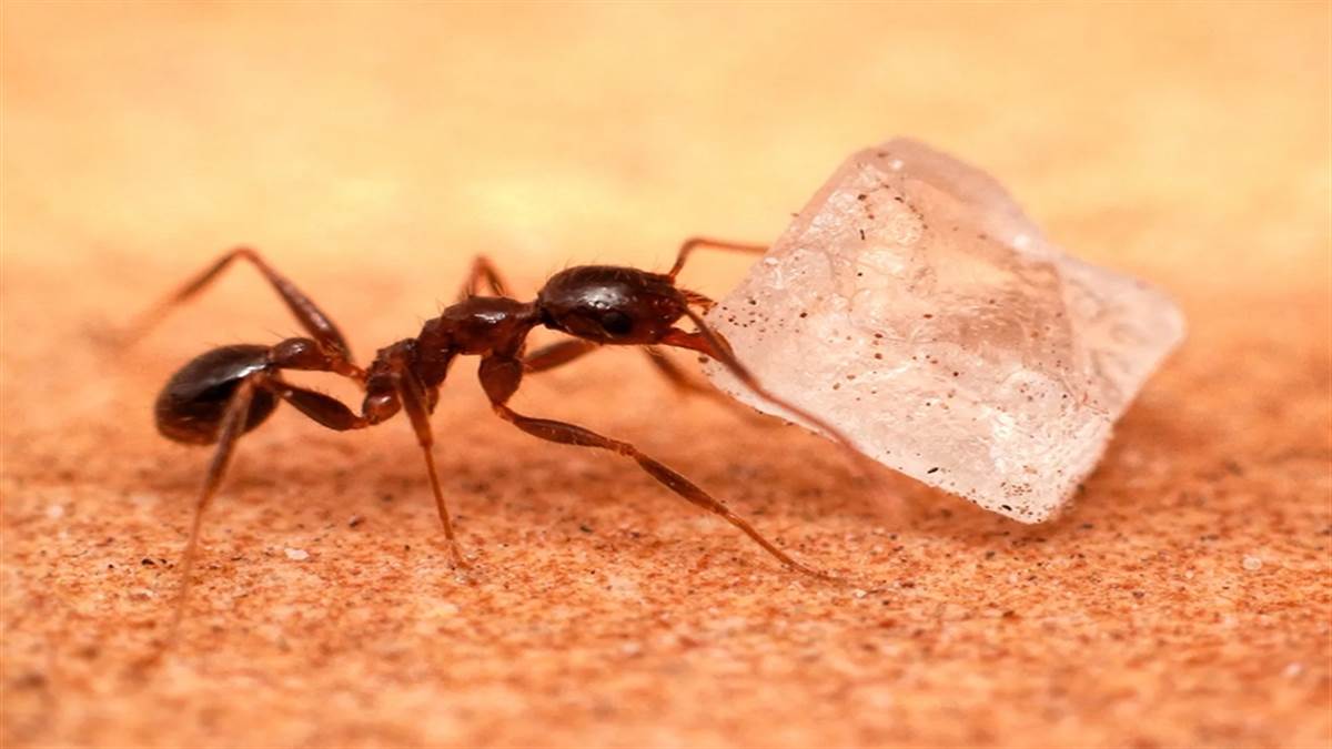 Red ants in house: घर में अचानक दिखने लगे लाल चीटियां तो समझ लें होने वाला  कुछ बुरा जानें चींटियों से जुड़े शुभ-अशुभ संकेत - Red ants in house Sign  Ants seen