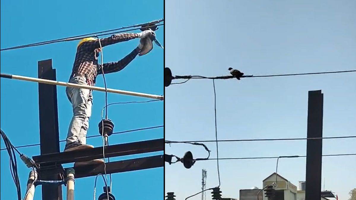 कबूतर का रेस्क्यू... हाई टेंशन तारों में फंसा था पक्षी, इलाके की बिजली काटकर बचाई जान