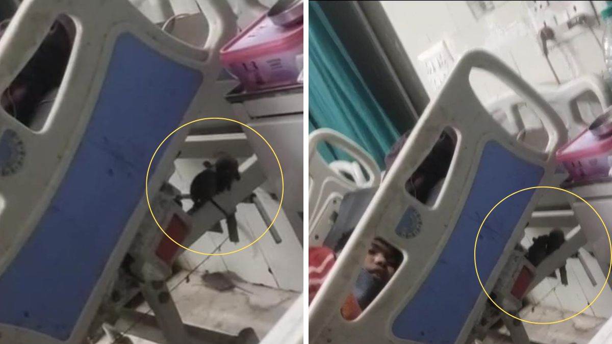 जबलपुर जिला अस्पताल में चूहों का आतंक, मरीज के बेड पर घूमते दिखे... हड्डी वार्ड का वीडियो वायरल