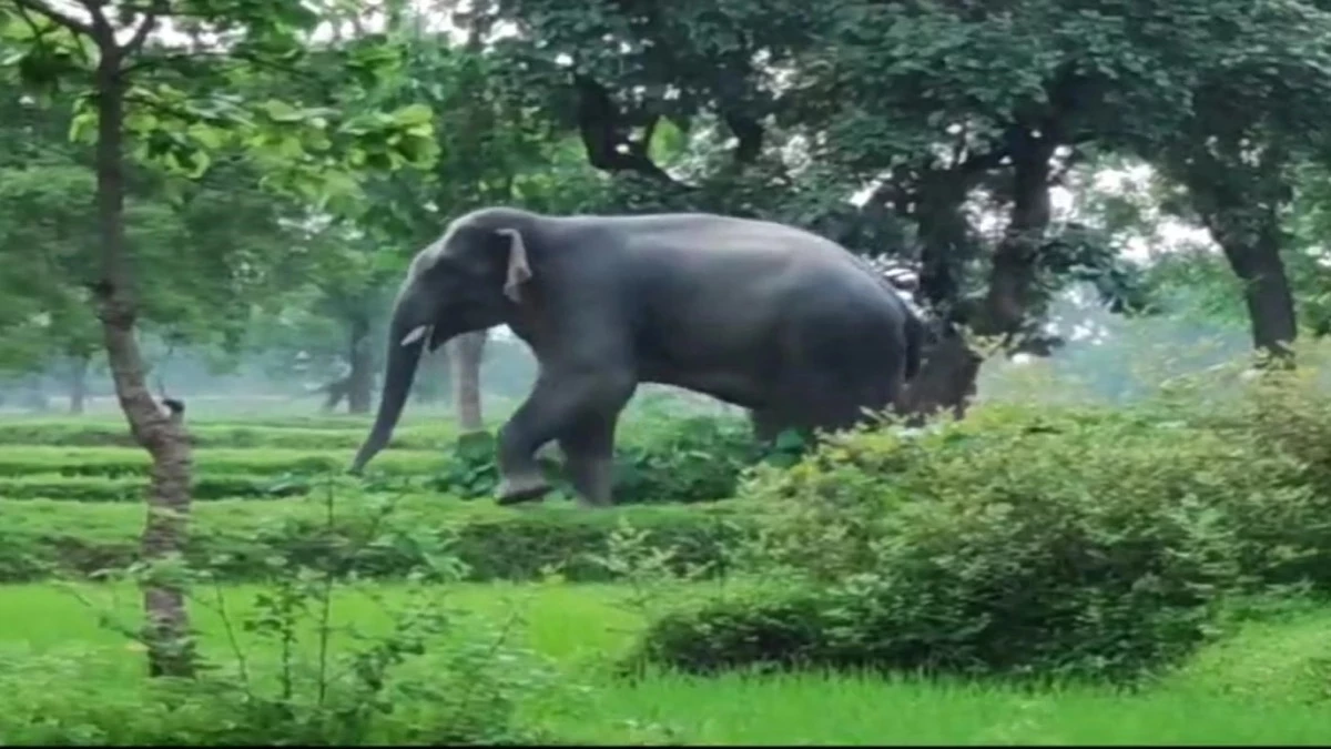 अनूपपुर जिले में हाथी के हमले से घायल हुए 80 साल के बुजुर्ग की मौत, ग्रामीणों में दहशत