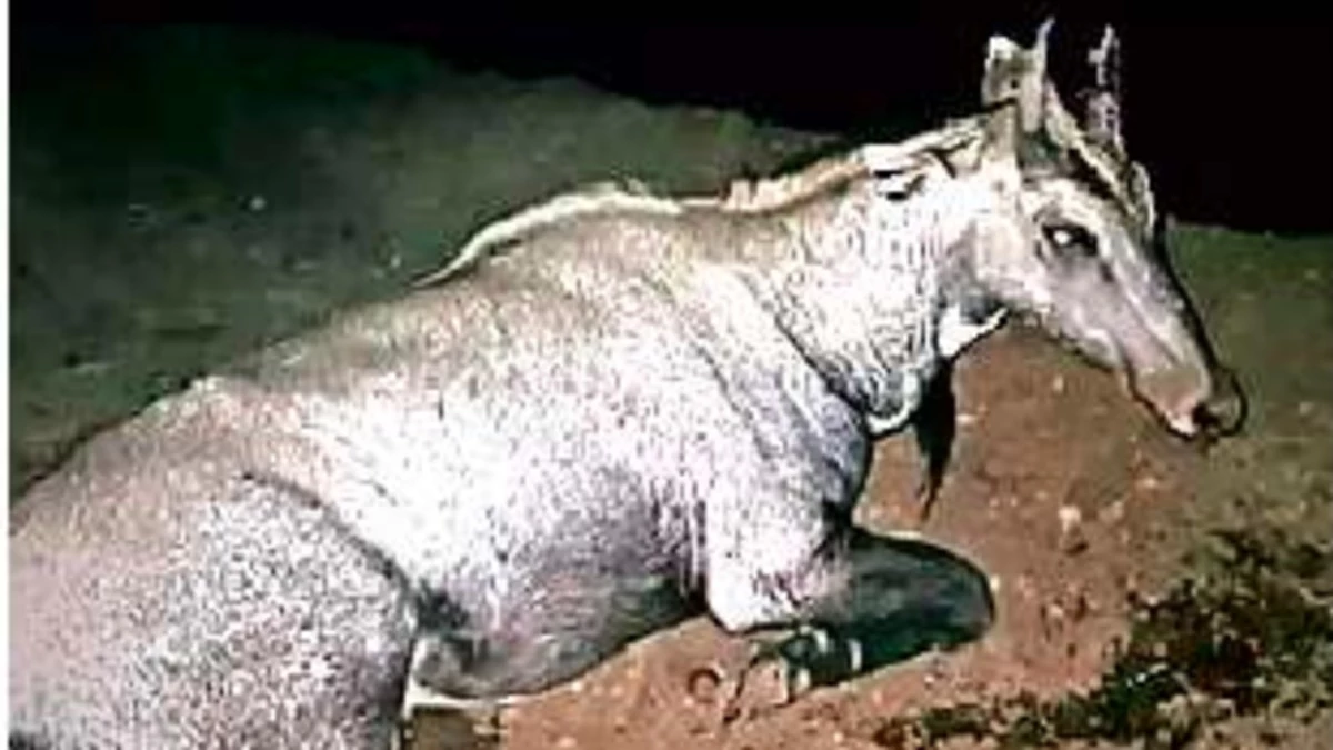 गुना में कार पर कूदी नीलगाय, फ्रंट सीट पर मां की गोद में बैठी बच्ची के सिर पर लगा उसका पैर और चली गई जान