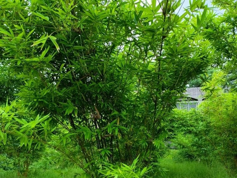 Jabalpur TFRI News बैंबू सिटम में मिल रहा है बांस की 46 प्रजातियों काे