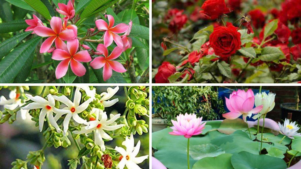 Vastu Tips घरआंगन में लगाएं ये फूल, सकारात्मक ऊर्जा के साथ माता