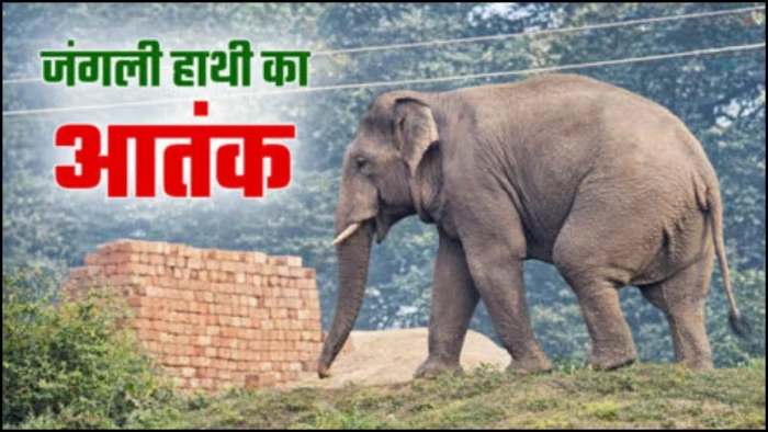 सतना में जंगली हाथियों का आतंक, रामनगर के गांवों में मचाया उत्पात, फसलें रौंदी और मकान की दीवार तोड़ी