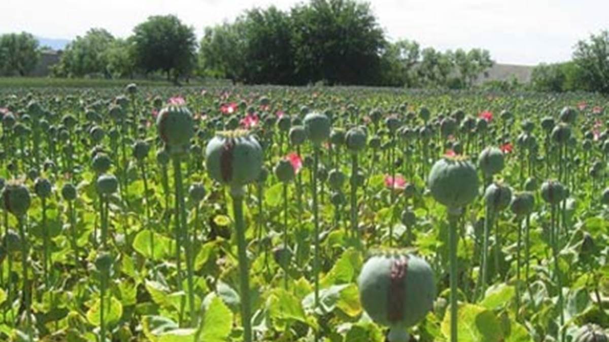 Anuppur News: गांव में हो रही थी अफीम की खेती, 48 हजार से अधिक पौधे जब्त