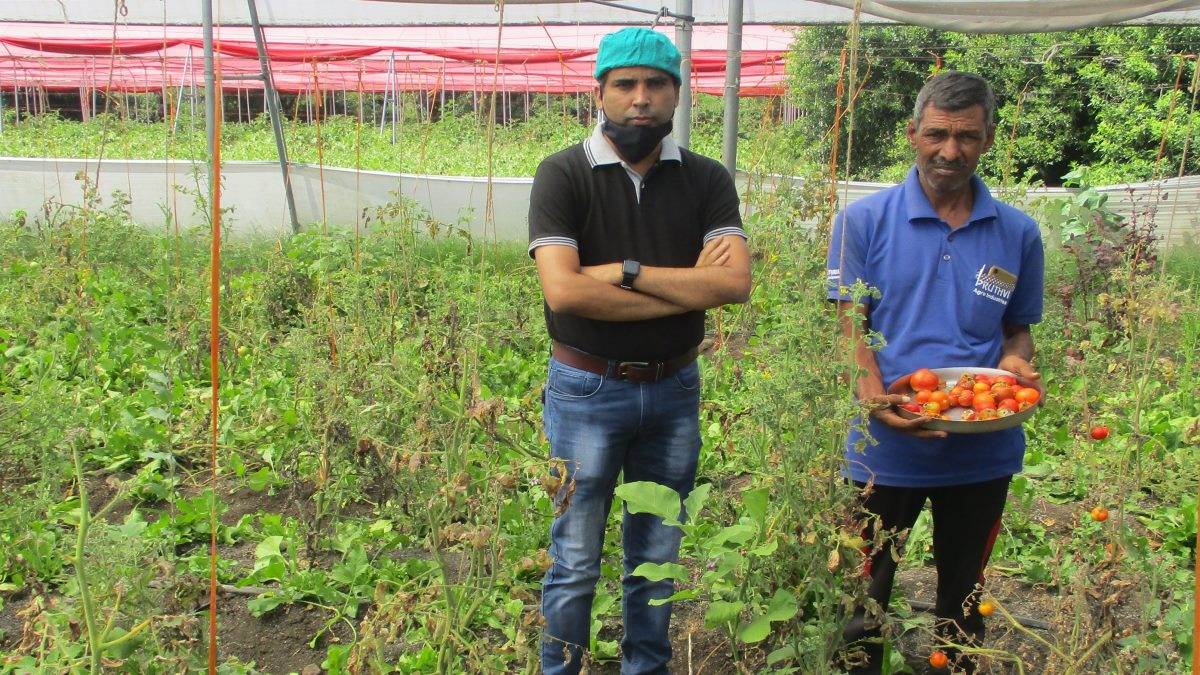 Bhopal News: टमाटर, गोभी के अपशिष्ट से बनाया सूखा कल्चर मीडिया, आपदा में किसानों के लिए होगा मददगार