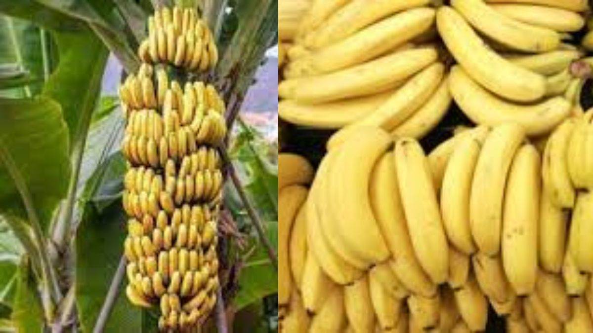 Health Tips: संपूर्ण आहार है केला फल, सेहत के लिए बेहद फादेमंद