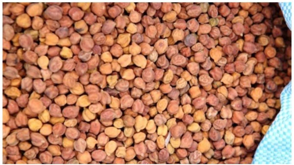 Dal Market in Indore: चने का बिक्री टेंडर बंद होने की चर्चा से भाव बढ़े, मसूर भी तेज