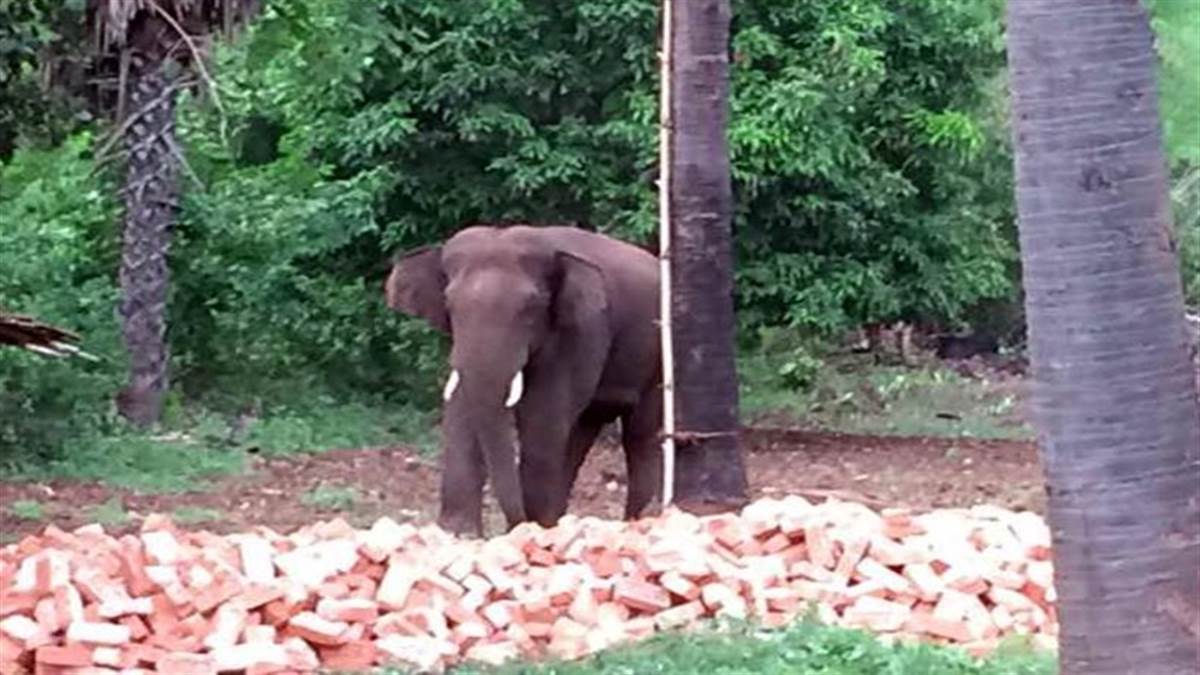 Dhamtari: धमतरी में दंतैल हाथियों का आतंक: हाथी ने ग्रामीण को दौड़ाया, पेड़ पर चढ़कर बचाई जान