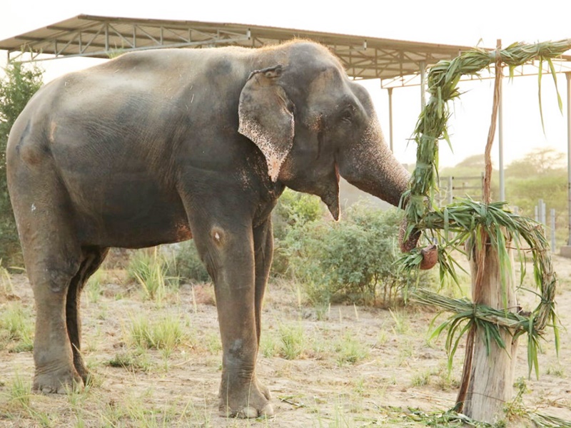 Jaipur News Elephant Owners Of Jaipur Are Rearing Elephants In This Time Of Crisis