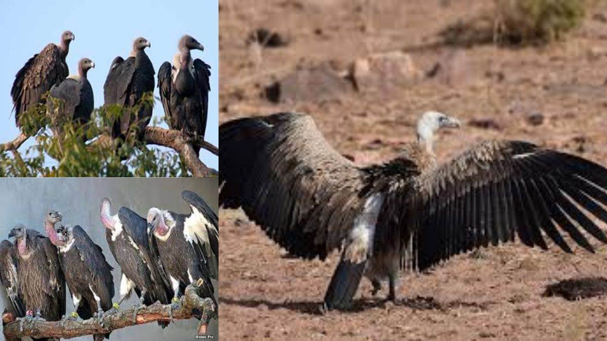 Protection Of Vultures: अब एटीआर के साथ 100 वर्ग किमी एरिया में करेंगे गिद्धों का संरक्षण