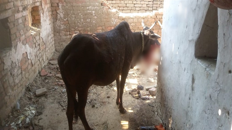 Shahdol News : ब्यौहारी में बम विस्फोट, गोवंश के जबड़े के चीथड़े उडे़ ,एक ज़िंदा बम निष्क्रिय