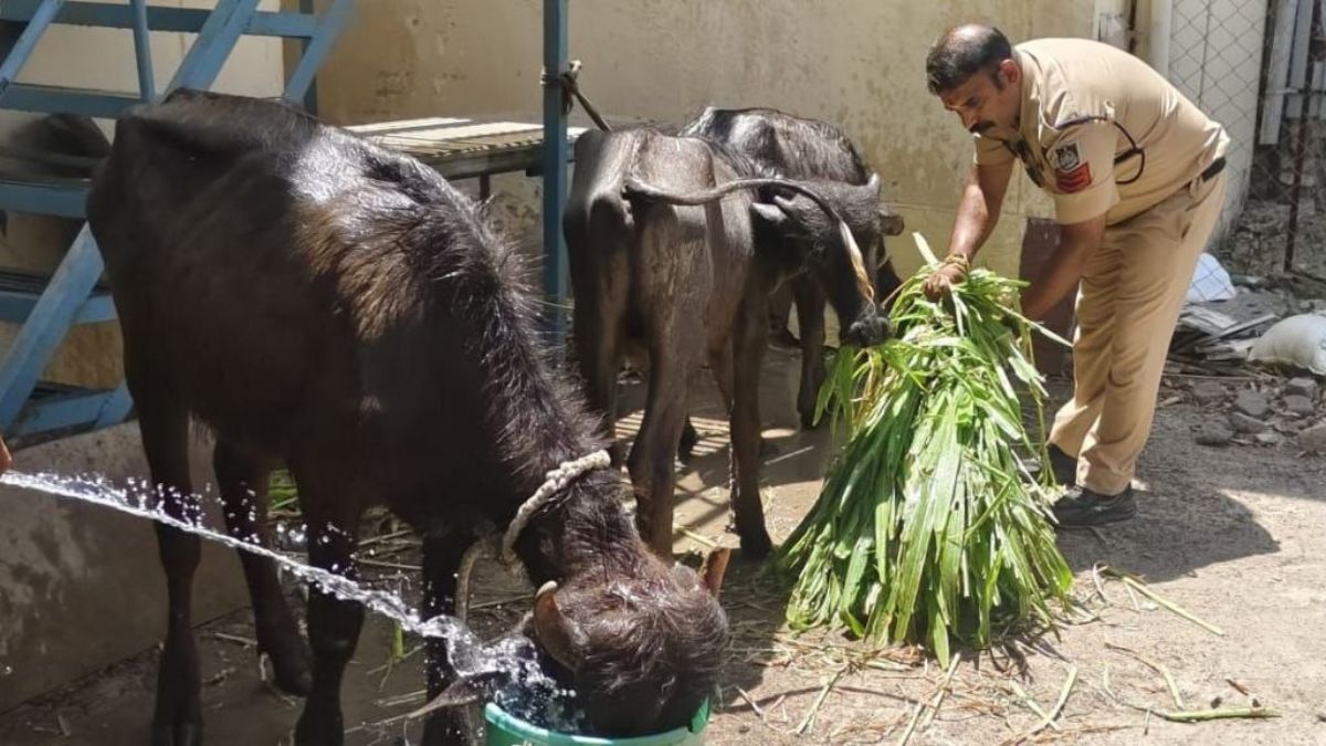 महाकाल मंदिर के पास अवैध कत्लखाने का भंडाफोड़... पुलिस ने दो सगे भाइयों को किया गिरफ्तार, मवेशी मुक्त