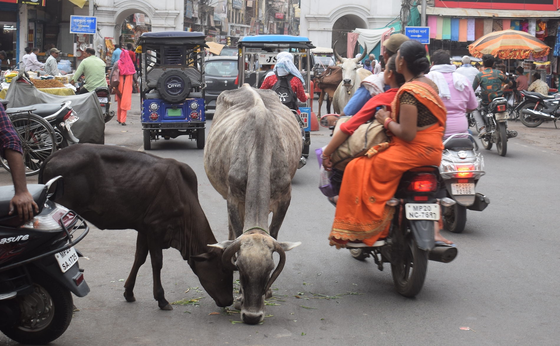 Jabalpur City News: बेसहारा पशुओं के झुंड से सड़क-चौराहे जाम, परेशान हो रहे आम