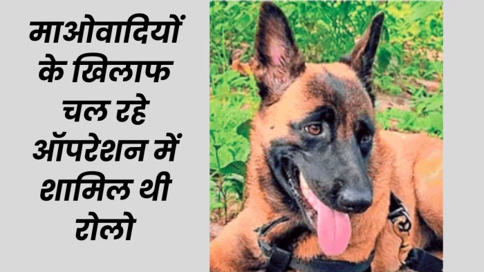 छत्तीसगढ़ में CRPF की डॉग को मधुमक्खियों ने मारे 200 डंक, जवानों की जान बचाने वाली रोलो फिर नहीं उठी