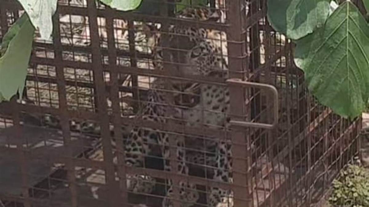 MP News: धार जिले के अमझेरा में 25 दिनों बाद पिंजरे में कैद हुआ तेंदुआ