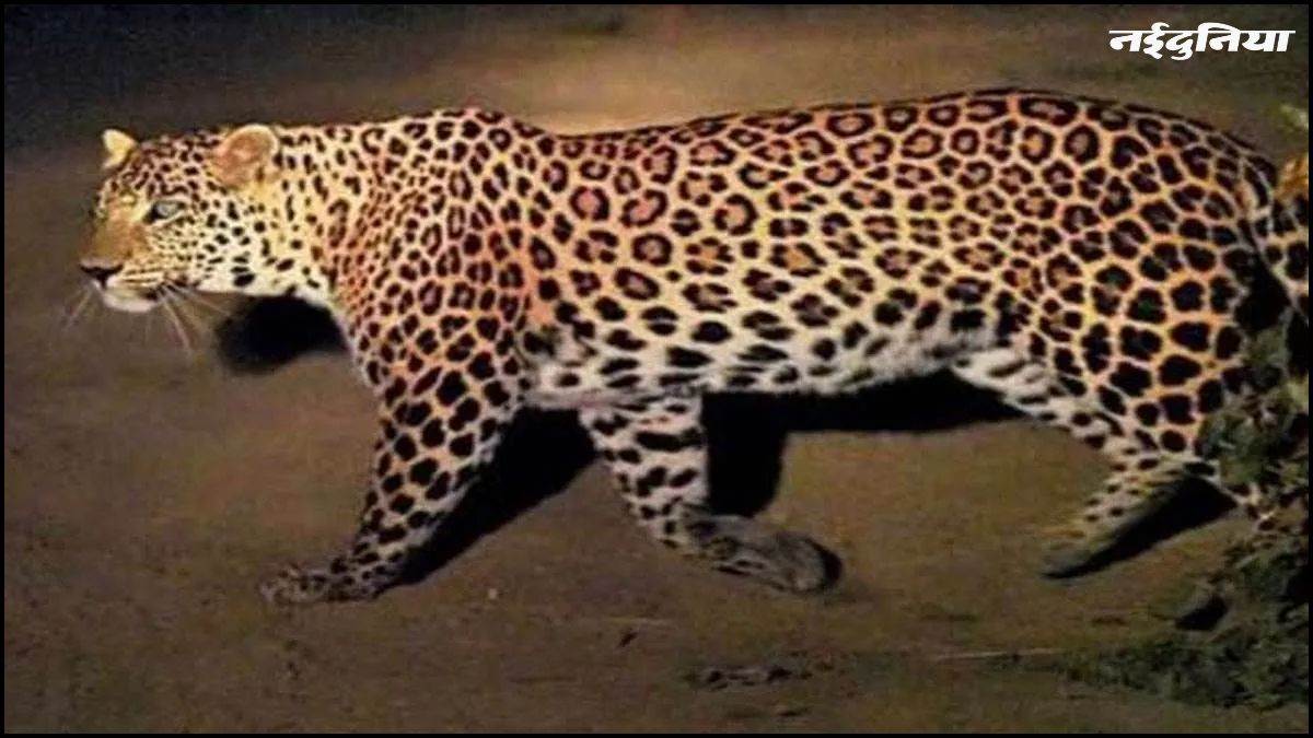 घर के बाहर खेल रहे 7 वर्षीय बच्चे पर तेंदुए का हमला, हुई मौत...परिजनों को मिलेगा 8 लाख का मुआवजा