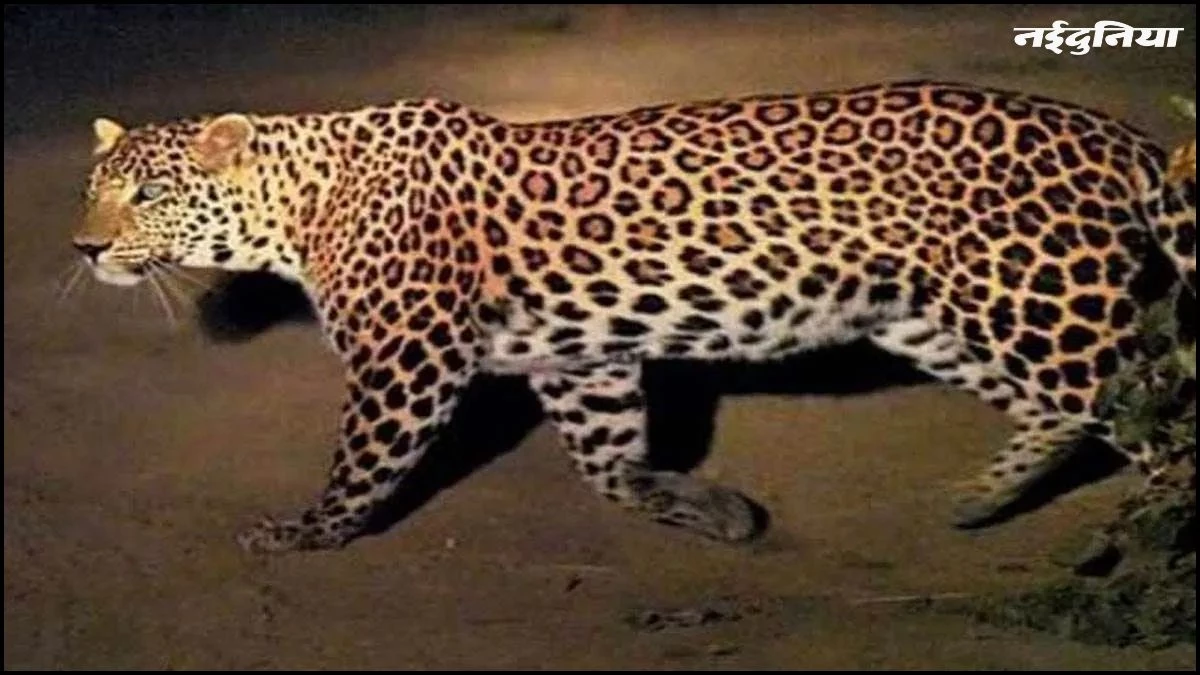 घर के बाहर खेल रहे 7 वर्षीय बच्चे पर तेंदुए का हमला, हुई मौत...परिजनों को मिलेगा 8 लाख का मुआवजा