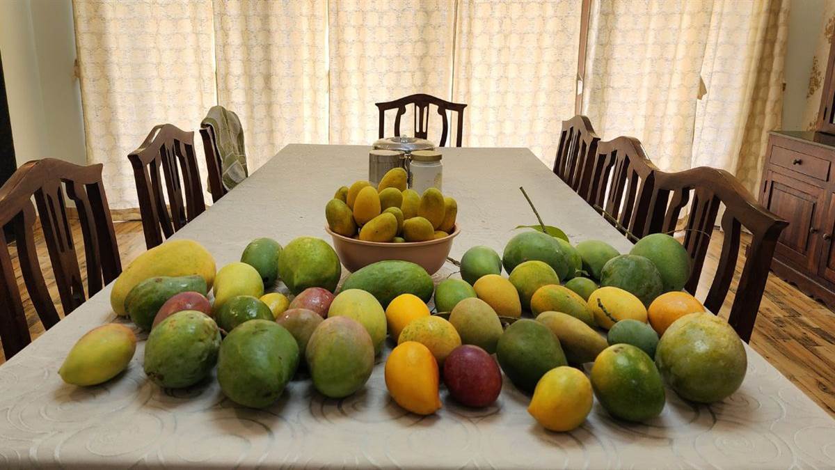 आलीराजपुर: कट्टीवाड़ा के नूरजहां की मांग, सीजन का रिकॉर्ड- तीन किलो का आम 3500 रुपये में बिका