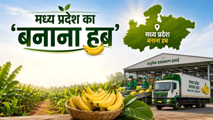 एमपी का यह जिला है 'केला हब'... देश ही नहीं, विदेशों में भी है भारी डिमांड, ओडीओपी में भी हुआ शामिल