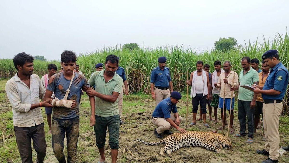यूपी के बहराइच में किशोर और तेंदुए के बीच आधे घंटे तक संघर्ष, हमले में युवक गंभीर रूप से घायल, तेंदुए की मौत