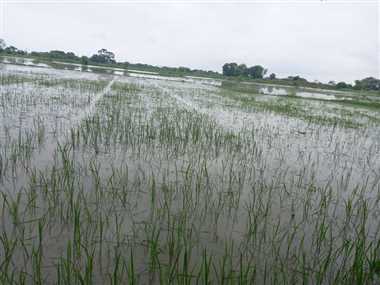 भारी वर्षा होने से पानी में डूबी सैकड़ों एकड़ धान की फसल - Hundreds of  acres of paddy crop submerged in water due to heavy rains