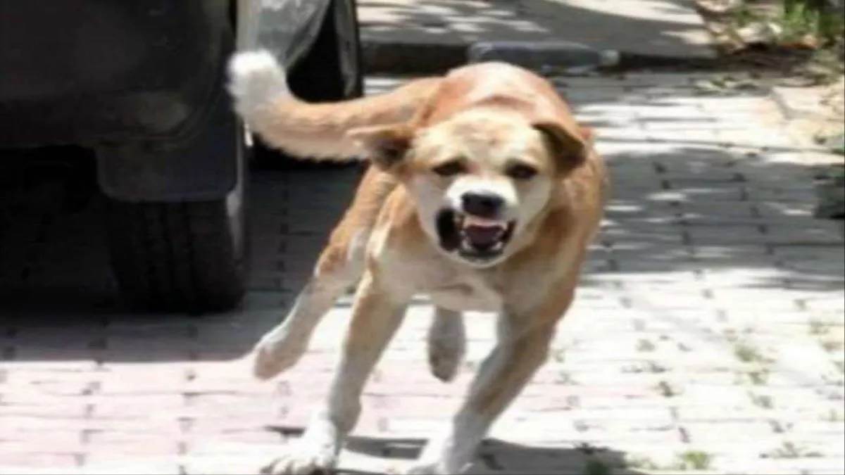 Accusing Dogs Ujjain Crime News : आवारा श्वान के पैर पकड़े और घुमाकर फेंक दिया ...