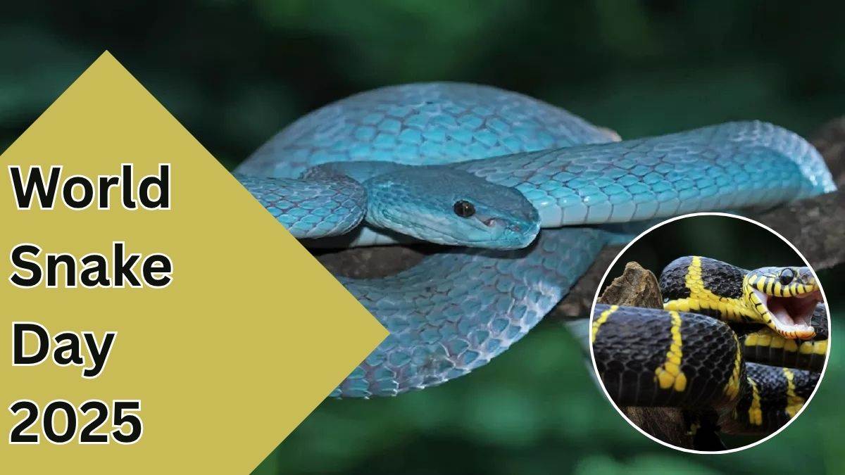 World Snake Day: छत्तीसगढ़ में पायी जाती हैं सांपों की 43 से ज्यादा प्रजातियां, जानिए इनके काटने पर क्या करना चाहिए