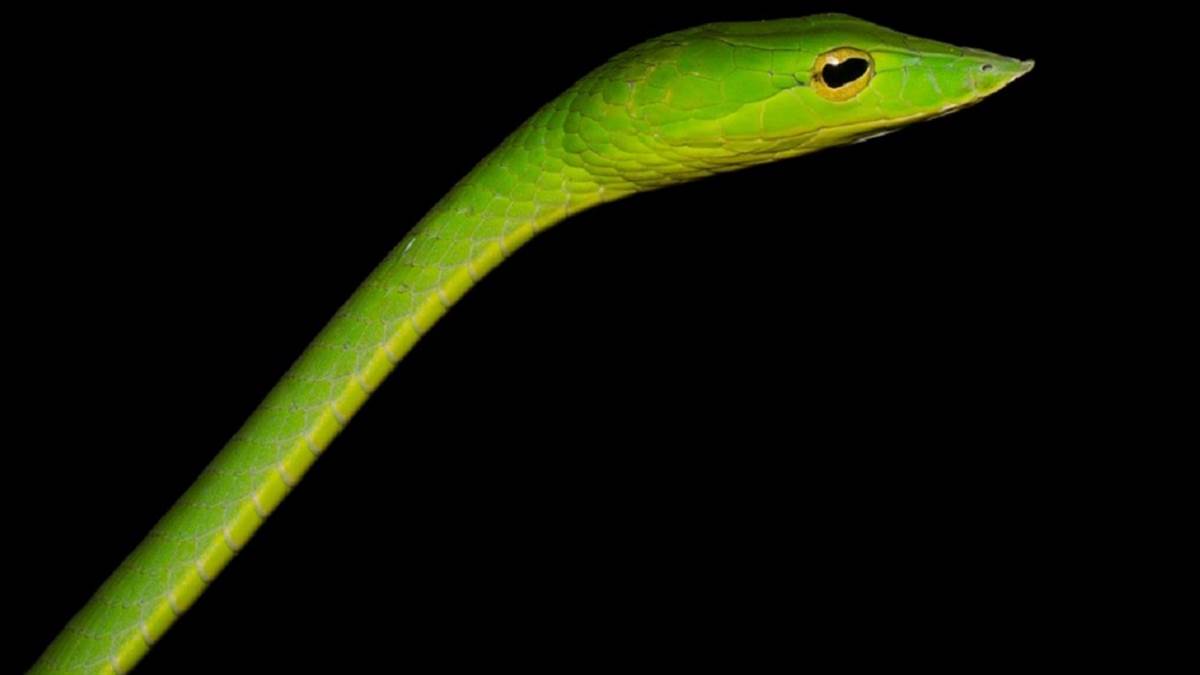 World Snake Day:छत्तीसगढ़ में बढ़ रही  विषधरों की विविधता,  बैलाडीला की पहाड़ियों में दिख रहे दुर्लभ सांप