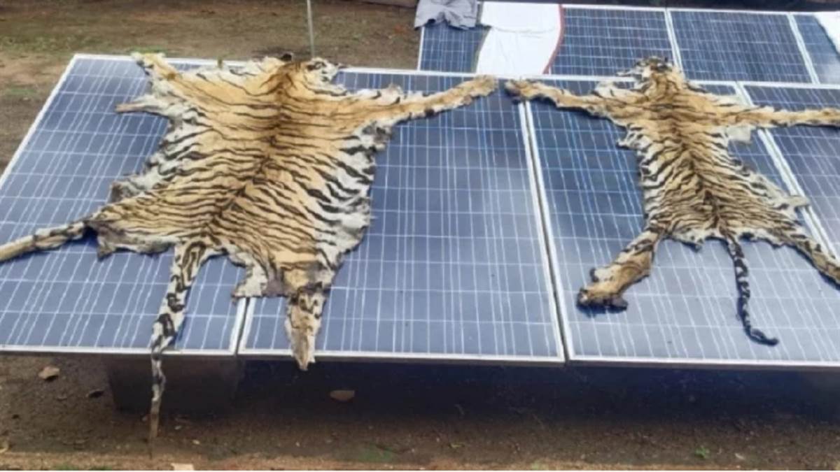 2024 से अब तक बाघों की छह खालें मिलीें, लेकिन मारे गए बाघ ITR के  हैं या नहीं इसकी पुष्टि अब तक नहीं हुई