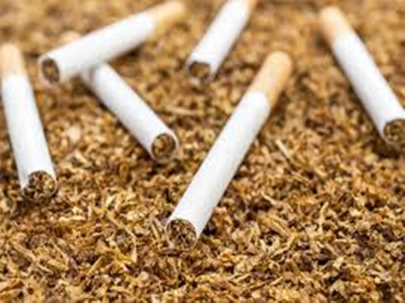 Global Tobacco Survey: भारत के युवाओं में तंबाकू सेवन की आदत घटी, मध्य प्रदेश 29वें स्थान पर