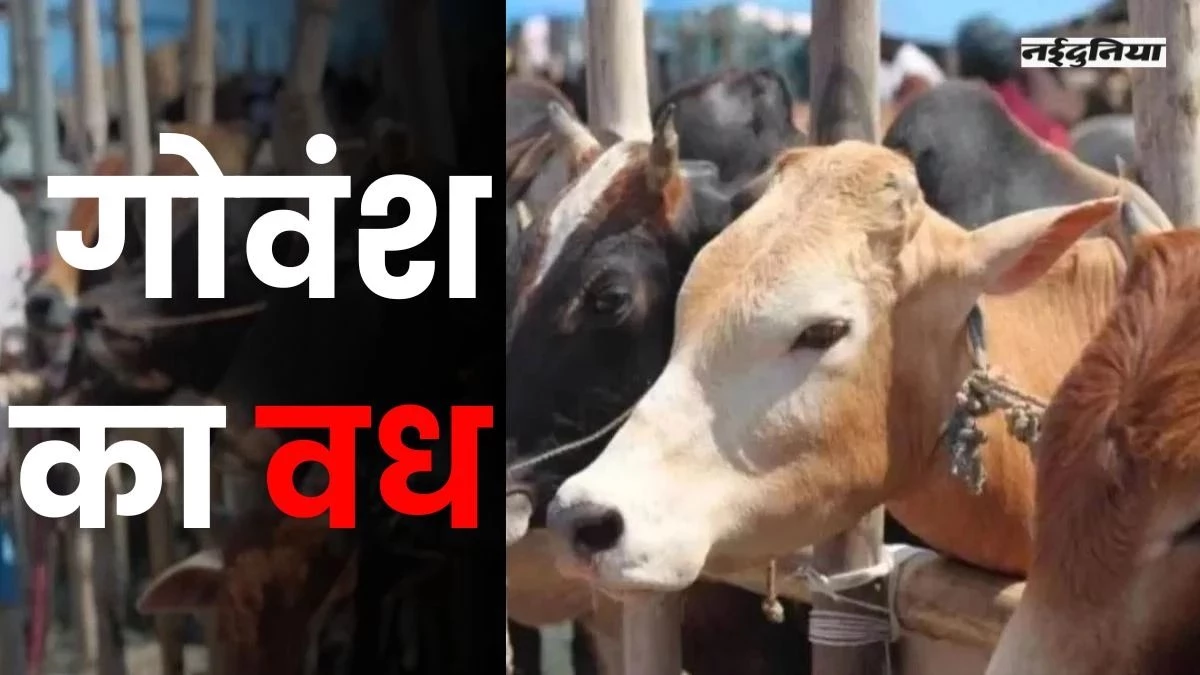 Chhattisgarh News: जन्माष्टमी पर गोमांस काटते पकड़े गए दो युवक, हिंदू संगठनों का जमकर हंगामा, भारी मात्रा में मांस जब्त, पढ़ें पूरी खबर