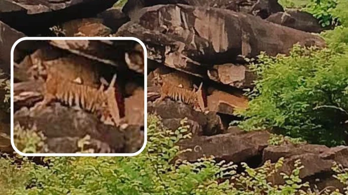 शिवपुरी के माधव टाइगर रिजर्व से आई खुशखबरी... बाघिन MT-4 ने दिया शावक को जन्म, कुनबा बढ़कर हुआ 9