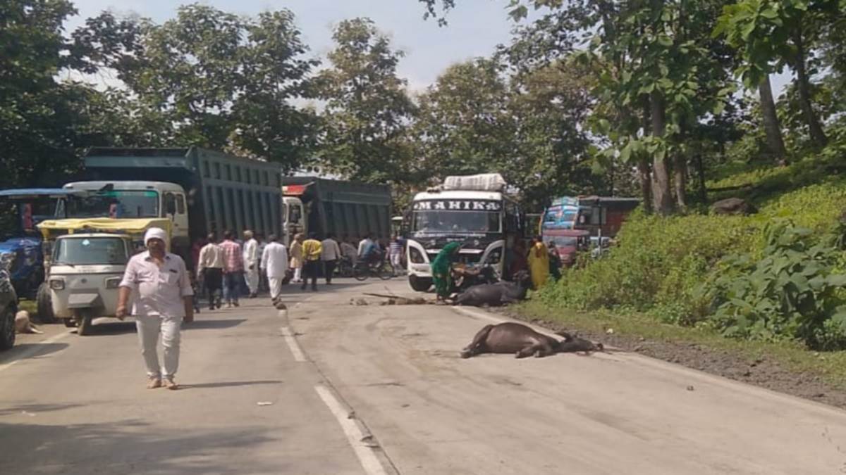 सीहोर भैरुंदा मार्ग पर तेज रफ्तार डंपर की चपेट में आई दो भैंस की मौत, तीन घायल