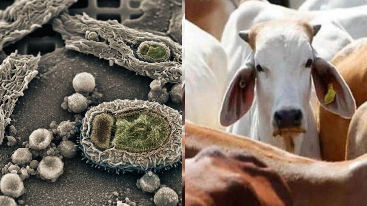 ग्वालियर में लंपी वायरस से मचा हड़कंप, अब तक 34 गायों की हो गई है मौत