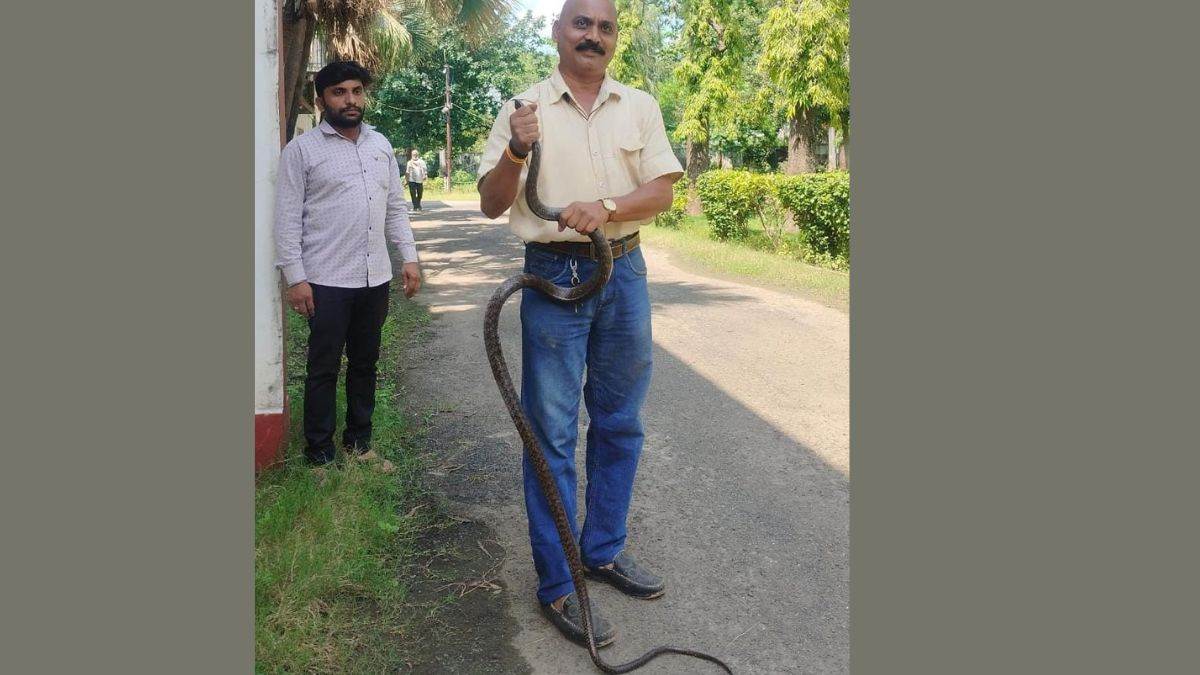 नेपा लिमिटेड के प्रशासनिक भवन की खिड़की पर दिखा 10 फीट लंबा घोड़ा पछाड़ सांप