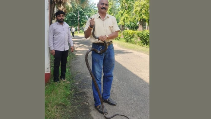 नेपा लिमिटेड के प्रशासनिक भवन की खिड़की पर दिखा 10 फीट लंबा घोड़ा पछाड़ सांप